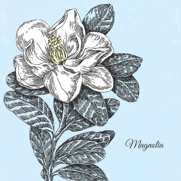 Винтажный Фон Красивым Цветком Магнолии — стоковый вектор