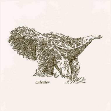 Anteater. Gravür. Vintage tarzı.