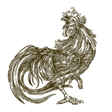 Çiftlik hayvanları. Horoz. 