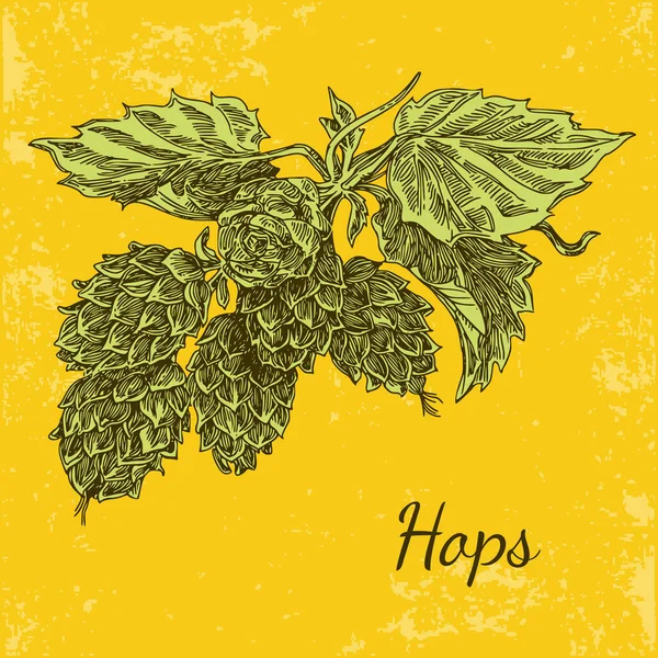 Branch hops. Vintage style. — Stock Vector