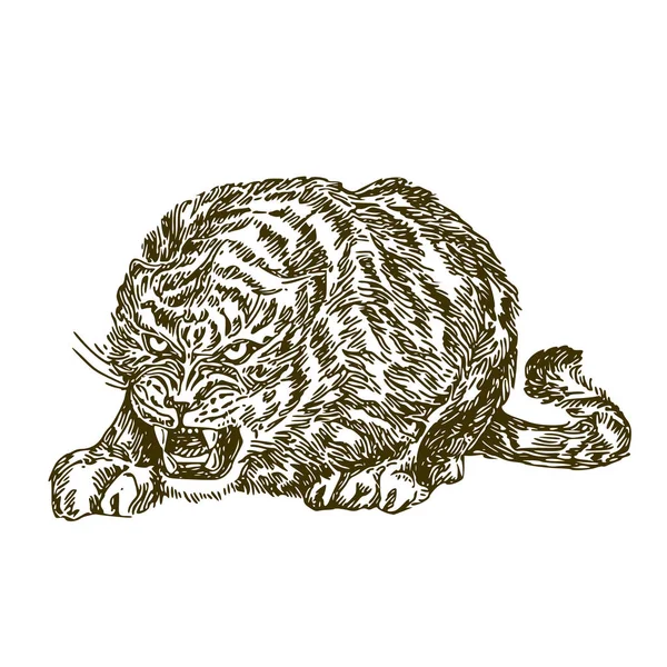 Tiger. Sketch. — Stock Vector