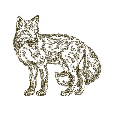 Fox. Siyah beyaz