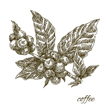 Dut lu kahve ağacının dalı. 