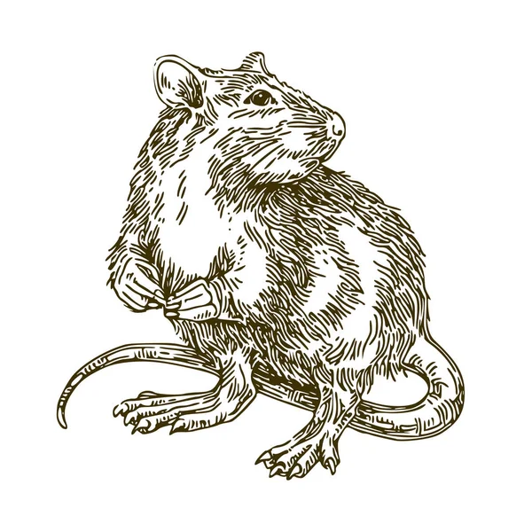 Rat. Zwart-wit — Stockvector