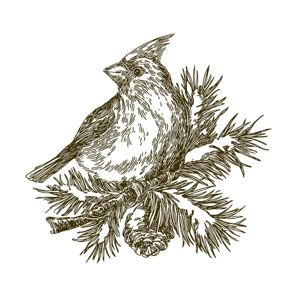 Cardinal bird sitting on snow-covered fir branch. Stock Illustration