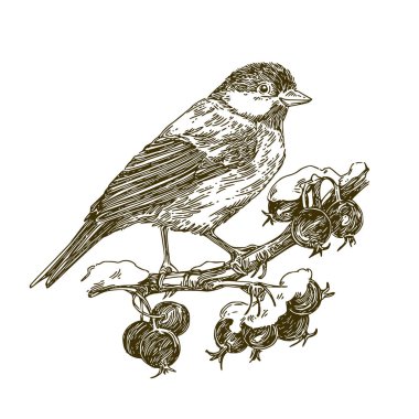 Yabani gülün karla kaplı dalında oturan titmouse kuşu.