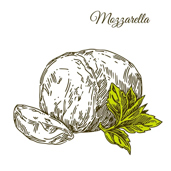 Schijfje mozzarella kaas en blad. — Stockvector