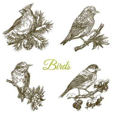 Dalda oturan orman kuşlarının güzel seti. 