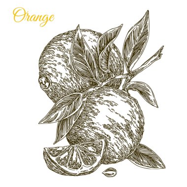 Sağlıklı yiyecekler. Yaprakları ile dal üzerinde Turuncu.