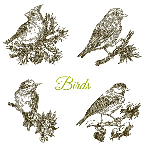 Hermoso conjunto de aves del bosque sentado en la rama . — Vector de stock