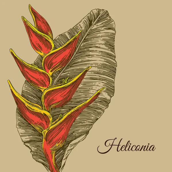 Όμορφο τροπικό floral φόντο. Heliconia. — Διανυσματικό Αρχείο