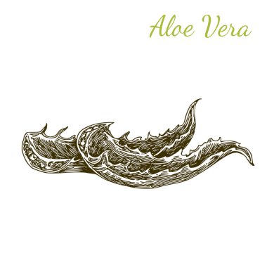 aloe vera yaprağı.