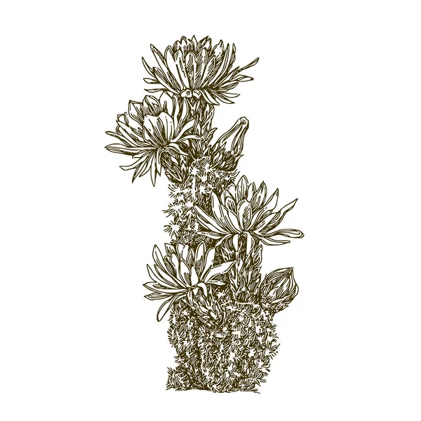Krásné kaktusy s květinami. — Stockový vektor