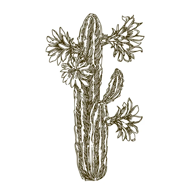 Cactus con flores. Trichocereus pachanoi . — Vector de stock