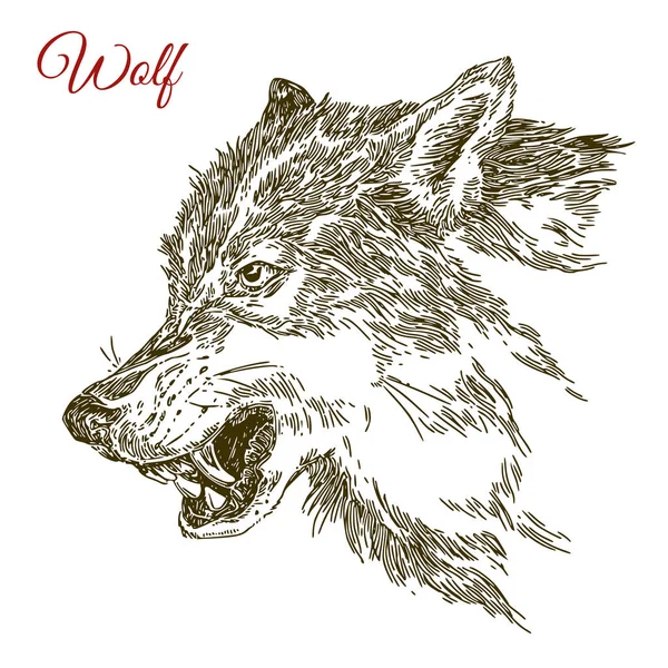 Vzteklý Vlk. Hlava, profil. — Stockový vektor