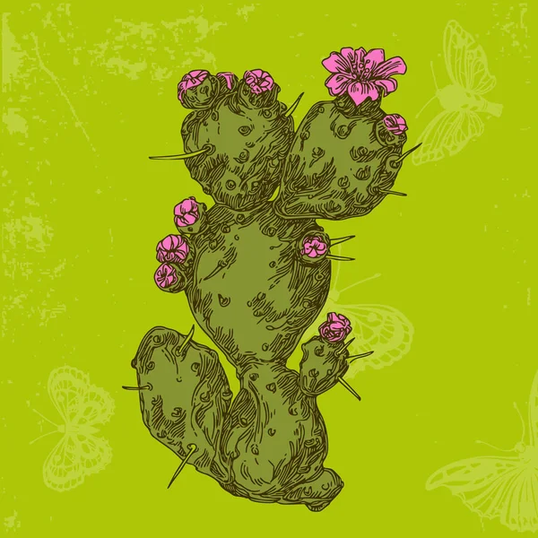 Kaktusy s květinami. Opuntia podulata Barevná karta. — Stockový vektor