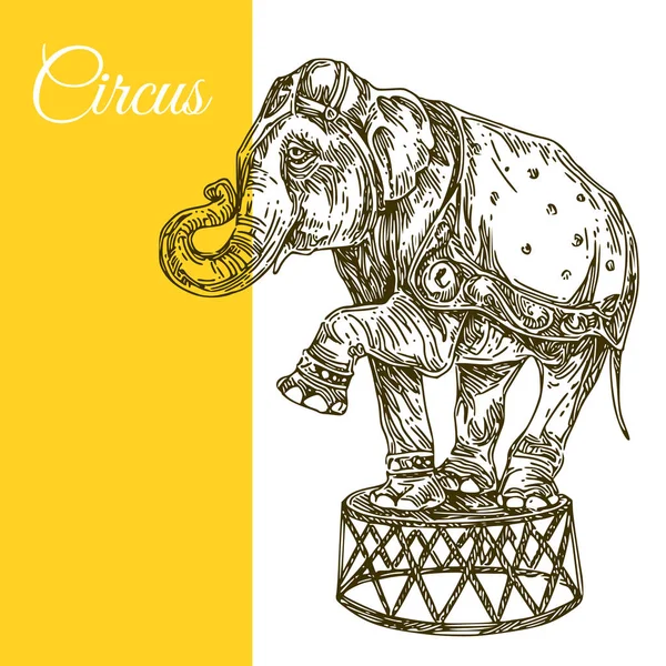 Elefante de circo . — Archivo Imágenes Vectoriales