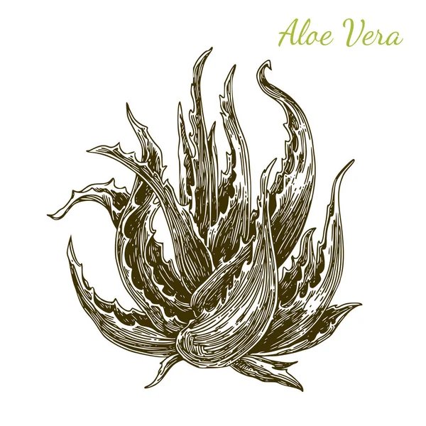 Aloe vera plant. — Stock Illustration Aloe vera plant. Vector Graphics