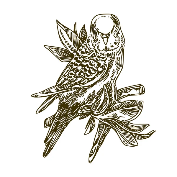 Small wavy parrot sitting on branch with leaves. — Stock Illustration Small wavy parrot sitting on branch with leaves. Royalty Free Stock Illustrations