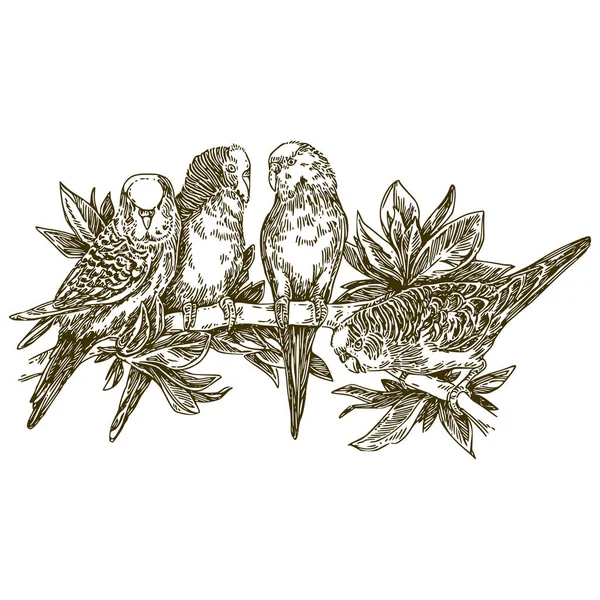 Group wavy parrots sitting on branch with leaves. — Stock Illustration Group wavy parrots sitting on branch with leaves. Stock Vector