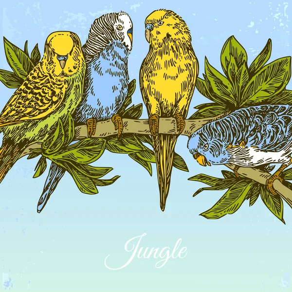Beautiful jungle background with parrots. Color card. — Stock Illustration Beautiful jungle background with parrots. Color card. Stock Illustration