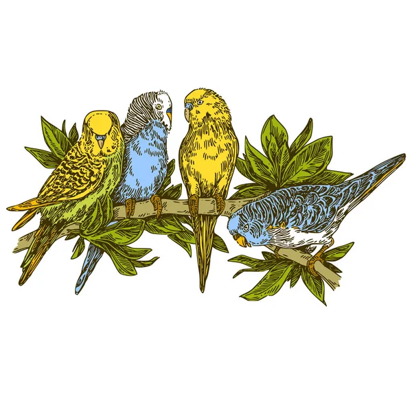 Colorful wavy parrots sitting on branch with leaves. Color. — Stock Illustration Colorful wavy parrots sitting on branch with leaves. Color. Vector Graphics