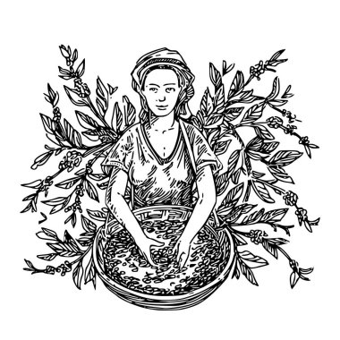 Kahve toplayıcı ve dal kahve ağacı. 