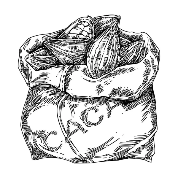 Bolsa de granos de cacao del árbol de chocolate . — Archivo Imágenes Vectoriales