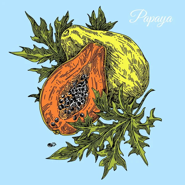 Papaya fruit met bladeren. Kleurenkaart. — Stockvector