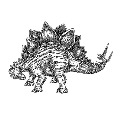 Stegosaurus. 