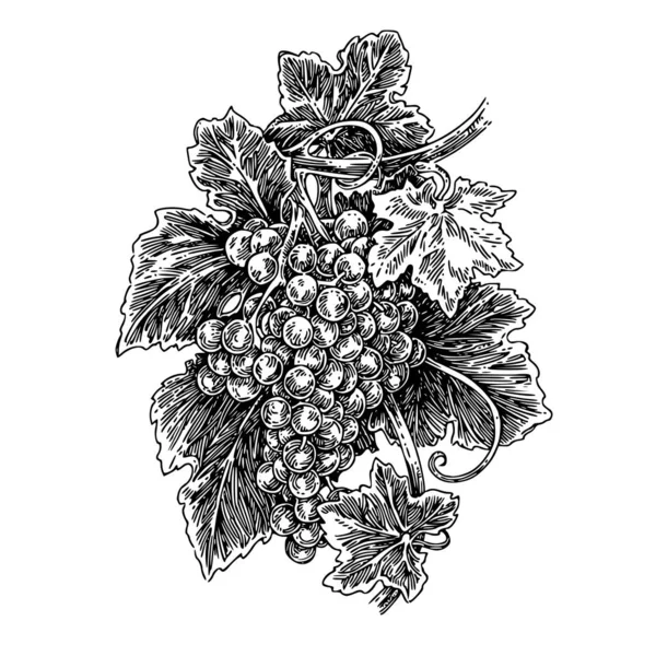Гроздь винограда. — стоковый вектор