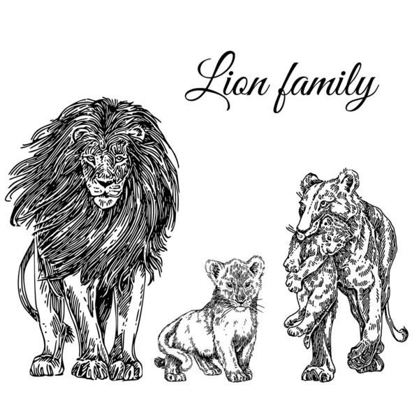 Animals set. Lion family: lion, lioness and two cub. — Stock Vector