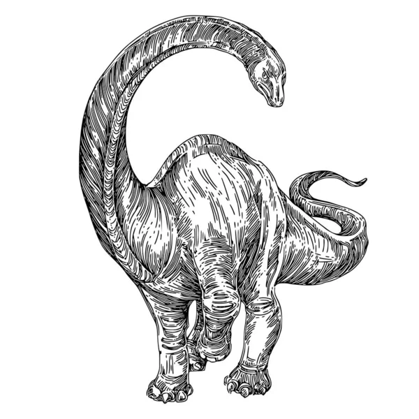 Diplodocus. — Archivo Imágenes Vectoriales