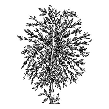 Kahve ağacı. Coffea arabica. 