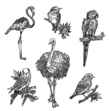 Tropik kuşlar seti. papağan, flamingo, devekuşu ve küçük kuşlar.