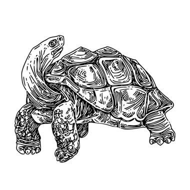 Galapagos kaplumbağası. 