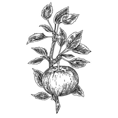 elma ağacı dalı ile meyve. 