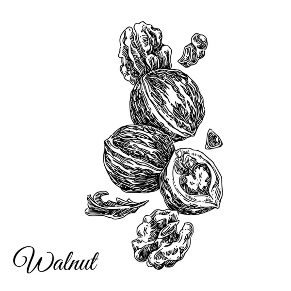 Walnut. — Stockvector