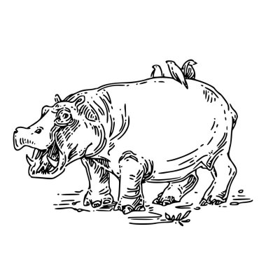 Açık ağızlı su aygırı ve arkada oturan kuşlar. 