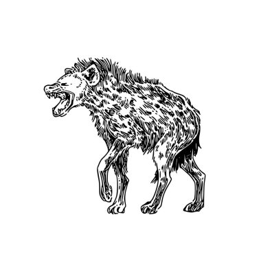 Laughing hyena.  clipart