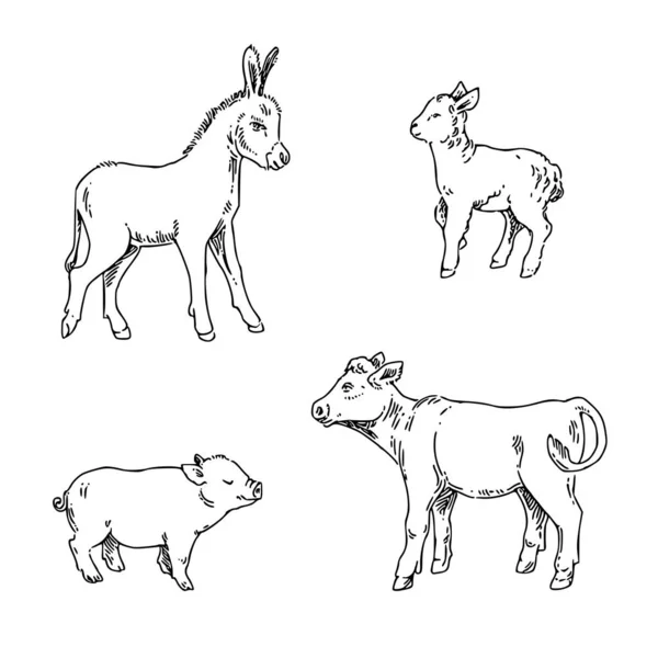 Set of young farm animals. Lamb, pig, calf and donkey. — Stock Vector