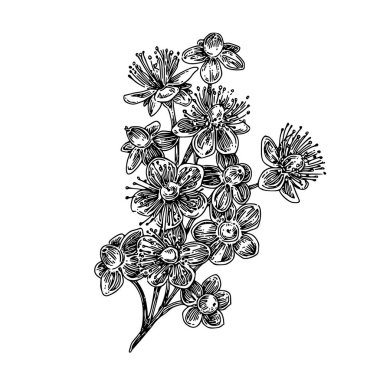 Hipericum güzel dalı. 