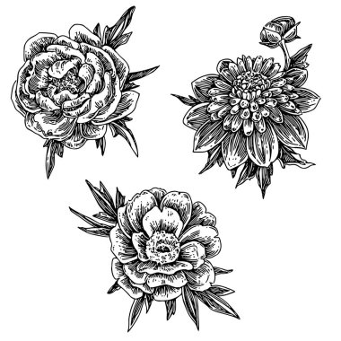 Bahçe çiçeklerinden oluşan bir set. Şakayık ve dahlias.
