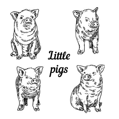 Dört sevimli küçük domuz seti. 