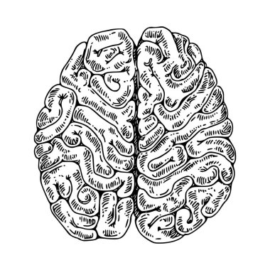 İnsan anatomisi. Beyin. Üstte görüntüle. 