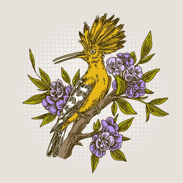 Hoopoe Bird sitter på blommande gren. Färgkort. — Stock vektor