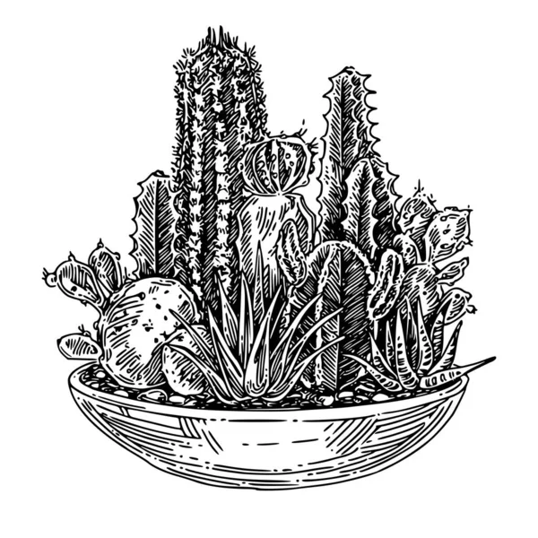 Kebun kaktus kecil. Pot besar dengan varietas cacti . - Stok Vektor
