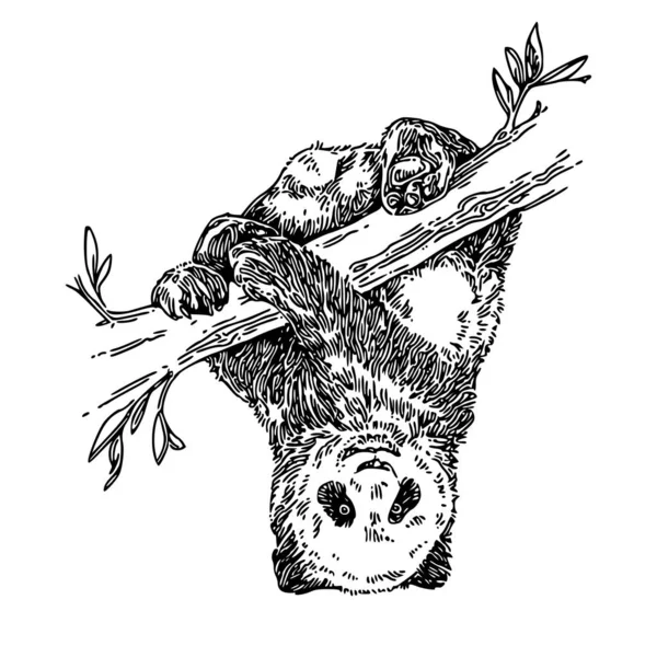 Panda παραδίδει ανάποδα σε ένα κλαδί δέντρου. — Διανυσματικό Αρχείο