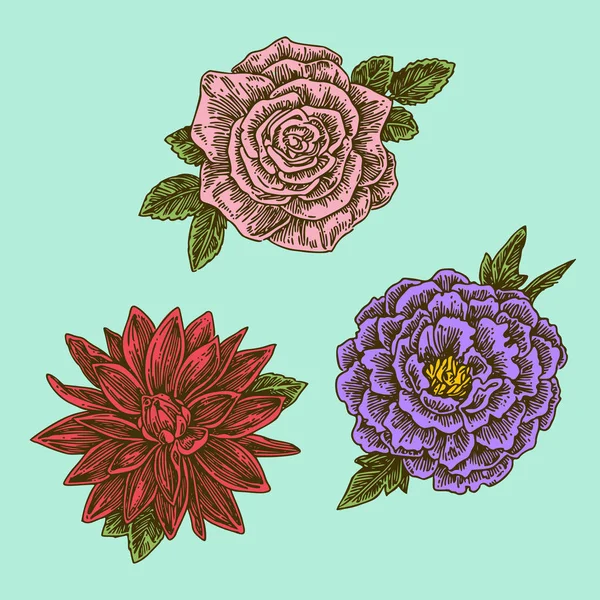 Набор садовых цветов. Пион, Роуз и Далия. Цвет . — стоковый вектор