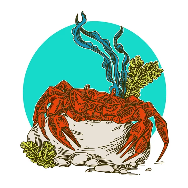 Krab in de tropische zee. Kleur. — Stockvector